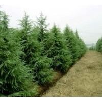 長(zhǎng)期出售綠化工程苗木：雪松 紫玉蘭.法桐.水杉.杜仲.石楠.灑金柏