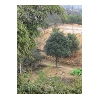 供八月桂、四季桂、香樟、丹桂、天竺桂、鴨腳木、夾竹桃