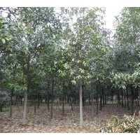 銷(xiāo)售稀少品種單性木蘭|湖南園林綠化苗木