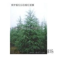 出售石楠.灑金柏.金葉女貞. 紅葉小波.黃楊球.蜀檜球等