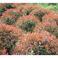 供應(yīng)紅花繼木（黑珍珠）、杜鵑、金葉女貞、花葉女貞、紅葉女貞