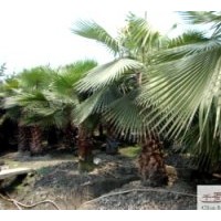 成都低價(jià)老人葵桿高2.5米