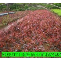 出售自家小苗：紅葉李 紫葉稠李 金葉水臘 紫葉水蠟