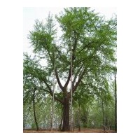 專供銀杏嫁接樹和銀杏實生樹