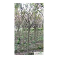 成都櫻花米徑9公分 成都大量供應(yīng)櫻花