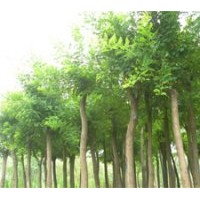 大量供應(yīng)3-5公分的葡萄樹