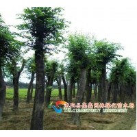 常年供應(yīng)櫸樹、白櫸、紅櫸、青櫸等