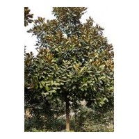 供應(yīng)廣玉蘭.廣玉蘭價格.潢川廣玉蘭.河南廣玉蘭.廣玉蘭基地