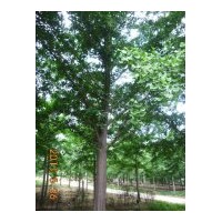 常年供應(yīng)銀杏樹(shù)2-60公分