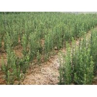 供應(yīng)大量地徑3公分羅漢松