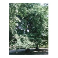 供應(yīng)60公分銀杏樹