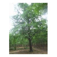 通達綠化供應(yīng)銀杏樹