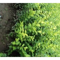 供應(yīng)金葉女貞價格、基地批發(fā)金葉女貞500萬