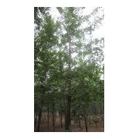 長年出售3--20公分銀杏樹