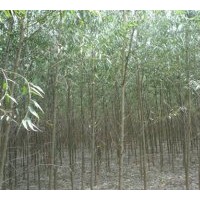 供應(yīng)速生柳