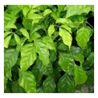 供應(yīng)大量秋楓樹(shù)