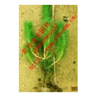 黑松樹苗，黑松苗低價供應(yīng)