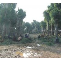 現(xiàn)在供應(yīng)香樟樹(shù)+3500畝移植各種香樟樹(shù)