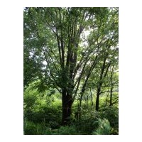 售：自家山樹純青白簽云杉，丁香，茶條槭