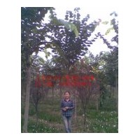 供應(yīng)巨紫荊、七葉樹(shù)、紫薇、馬褂木、欒樹(shù)、大葉女貞等
