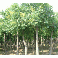 供應(yīng)毛白楊.河北楊.速生楊.速生柳.垂柳.旱柳.榆樹(shù).刺槐.合歡