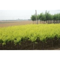 金葉楡基地，銷售金葉楡