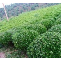 特價(jià)大葉黃楊球 天賜大葉黃楊