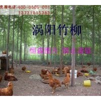 大量供應(yīng)【==美國竹柳 竹柳種苗 竹柳扦插苗==】