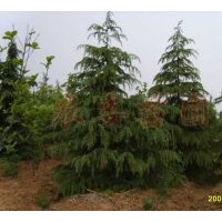 供應(yīng)馬褂木，廣玉蘭，桂花，香樟，雪松，蜀檜