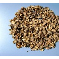 供應(yīng)連翹籽