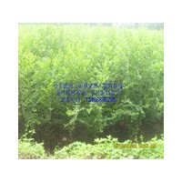 專供榆樹(shù)，金葉榆，國(guó)槐