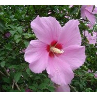 供應(yīng)木槿花