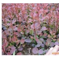 供應(yīng)紅葉小檗床苗