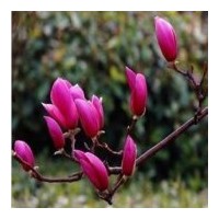 供應(yīng)櫻花樹(shù) 紫薇 紫玉蘭 白玉蘭 廣玉蘭