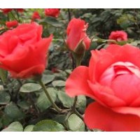 小葉女貞、紅葉女貞、金葉女貞、金邊冬青、紅葉小檗；大小葉黃楊