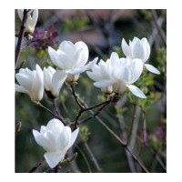 供香樟、 櫻花 、桂花、 垂槐 、法桐 、合歡、大葉女貞 、垂柳