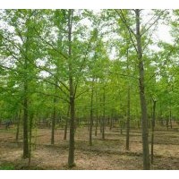 專業(yè)供應(yīng)銀杏實生樹，嫁接樹等苗木