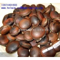 供應(yīng)油麻藤，垂直綠化牛馬藤，大血藤