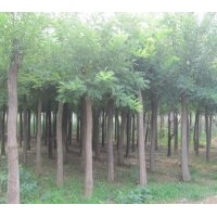 低價(jià)供應(yīng)毛白楊一條鞭，泰青楊種條