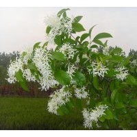 大量供應流蘇樹苗和各種桂花