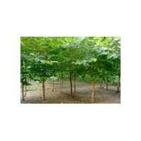 供應(yīng)速生法桐，造型法桐
