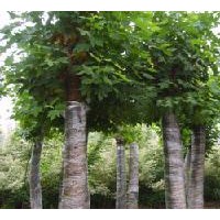 江蘇國(guó)槐 合歡、欒樹(shù)、白蠟、臭椿、楓楊、垂柳、苦楝、青桐、泡