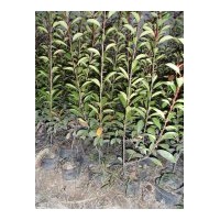 供應(yīng)紅葉石楠獨(dú)桿