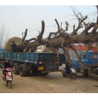 大潤發(fā)銀杏綠化園林