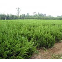 供龍柏 高山黃楊，雪松，側(cè)柏，油松，紅葉李，白皮松