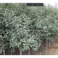 專供北美海棠樹苗