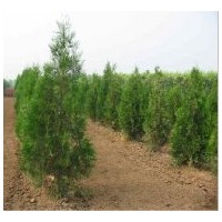 供側(cè)柏1-2.5米，北京檜，沙地柏，木槿