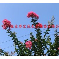 供應(yīng)紫薇苗