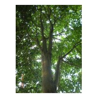 供應(yīng)樂昌含笑