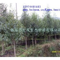 供應(yīng)黃心夜合苗木